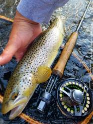 19 inch fish upper catt early summer 2018