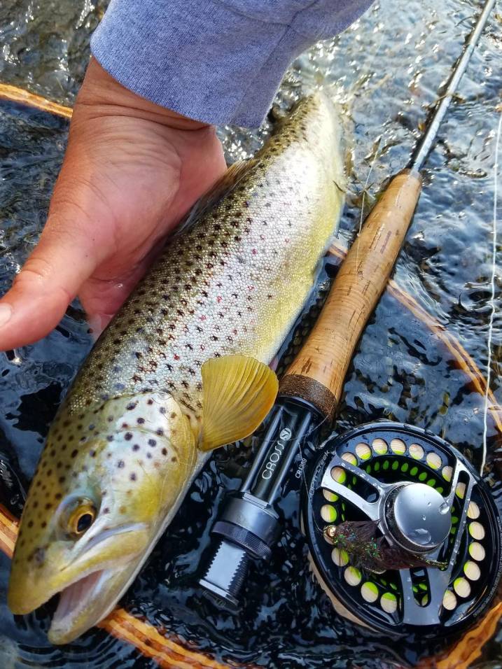 19 inch fish upper catt early summer 2018