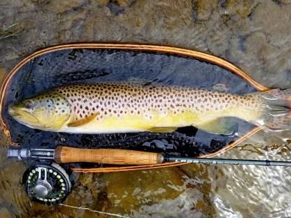 21 inch wild Brown Trout - the CATT