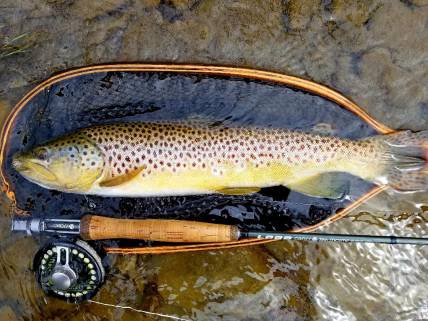 21 inch wild Brown Trout - the CATT