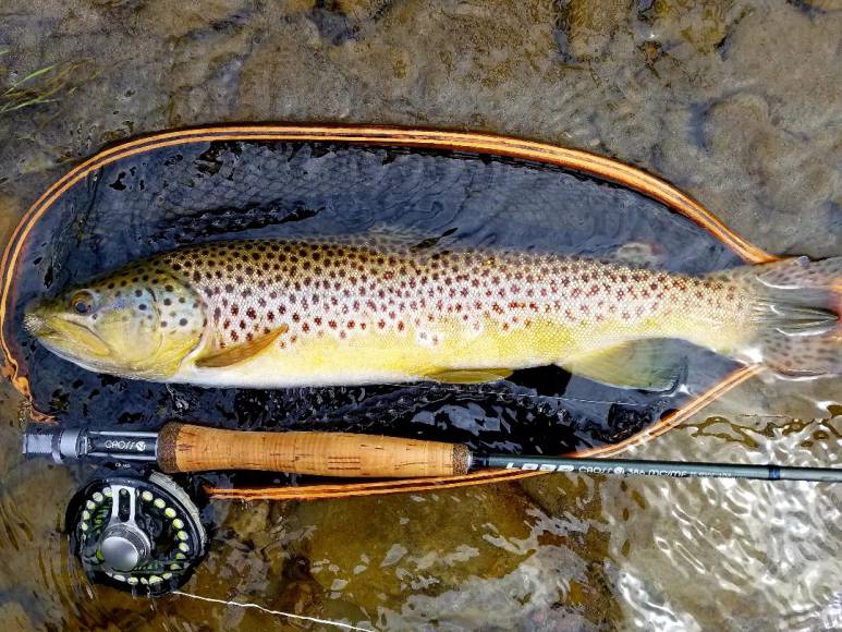 21 inch wild Brown Trout - the CATT