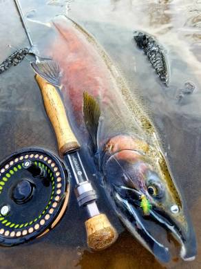 Coho Salmon #2 Sandy Creek 12 . 18