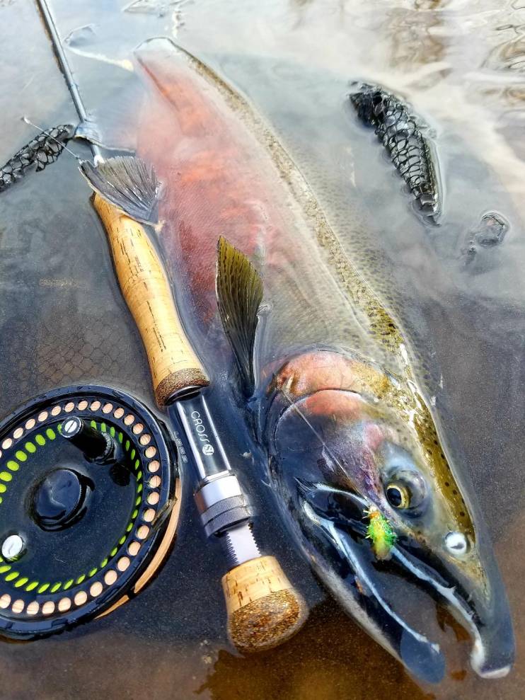 Coho Salmon #2 Sandy Creek 12 . 18