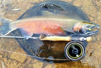 Coho Sandy Creek 12 . 18