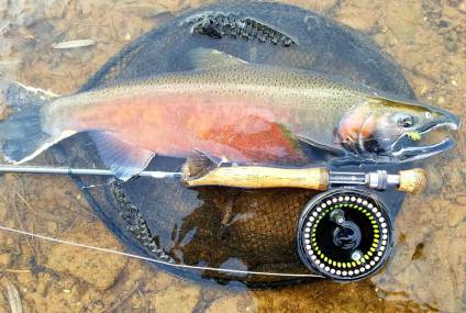 Coho Sandy Creek 12 . 18