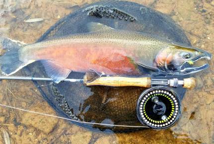 Coho Sandy Creek 12 . 18