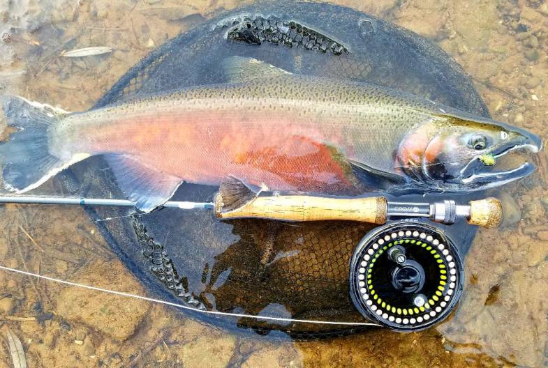 Coho Sandy Creek 12 . 18