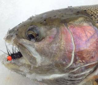 Frozen steelhead