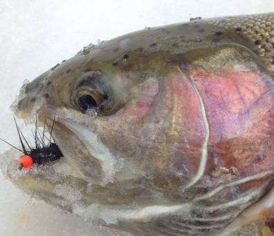 Frozen steelhead