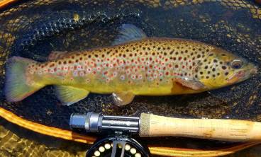 Oatka Creek wild brown