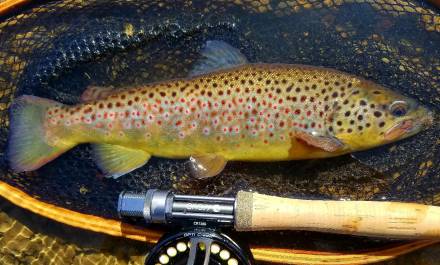 Oatka Creek wild brown