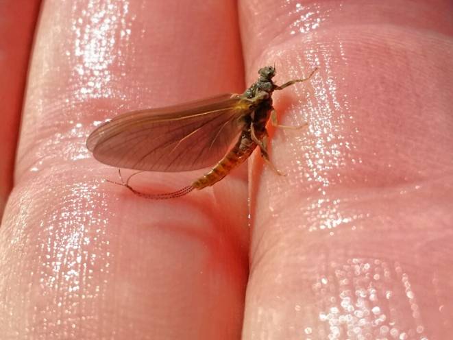 Spring Fly Fishing with Ontario Fly Outfitters (2)