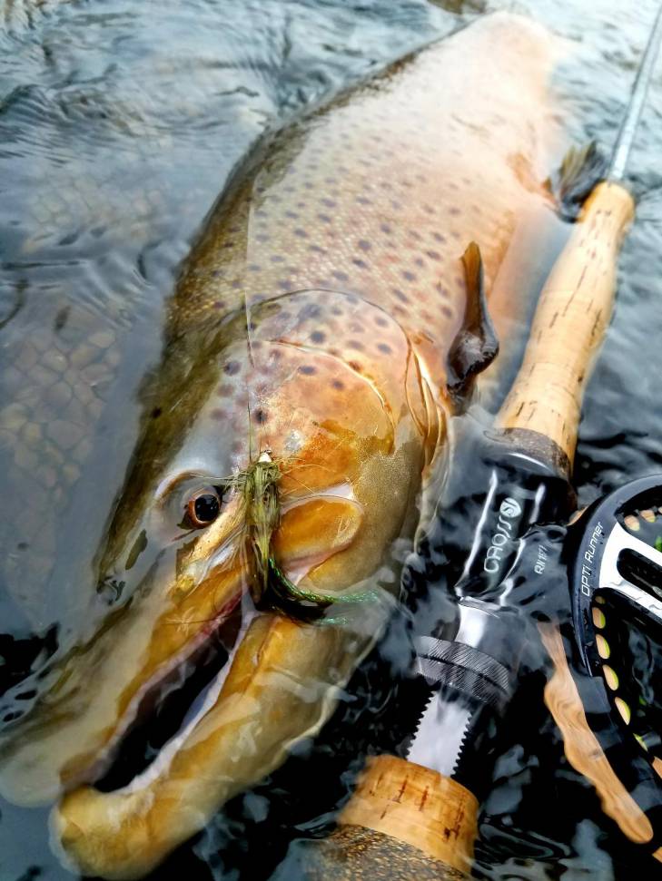 fall 4 brown trout