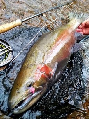 fall 6 steelhead