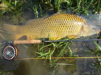 niagara carp 6 4 2016