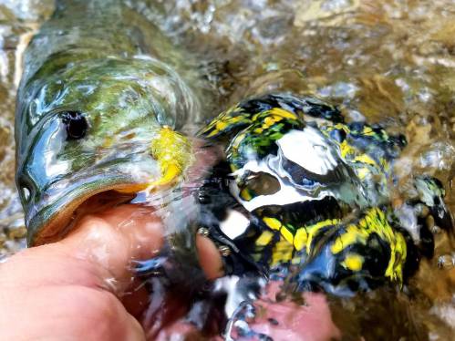 spring bass