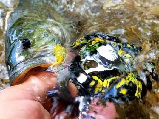 spring bass