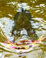 spring bass topwater