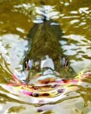 spring bass topwater