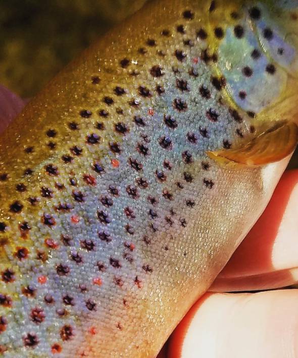 spring trout colors