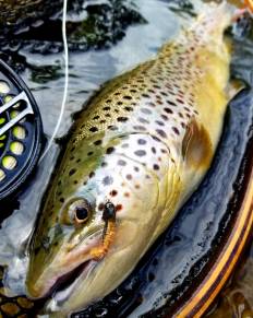 spring trout laying down