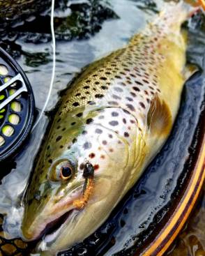 spring trout laying down