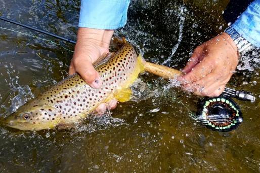 trout SPLASH