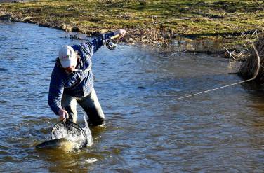 winter 1 steelhead