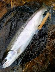 winter 10 steelhead