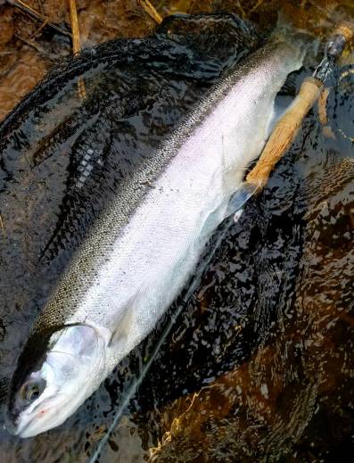 winter 10 steelhead
