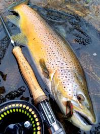 winter 11 brown trout