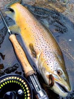 winter 11 brown trout