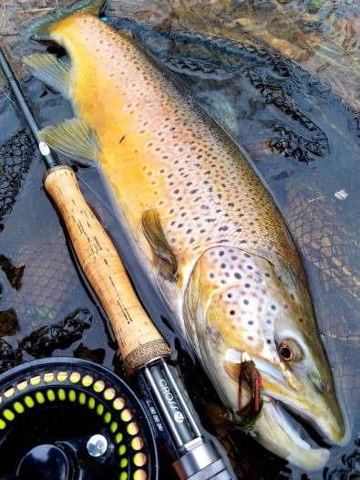 winter 11 brown trout
